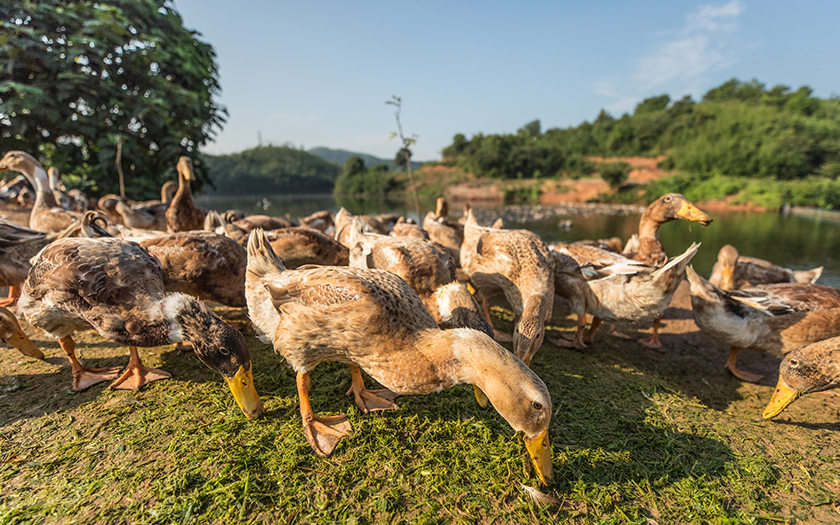 湖南臨武舜華鴨業(yè)打造全產(chǎn)業(yè)鏈一體化經(jīng)營(yíng)樣本